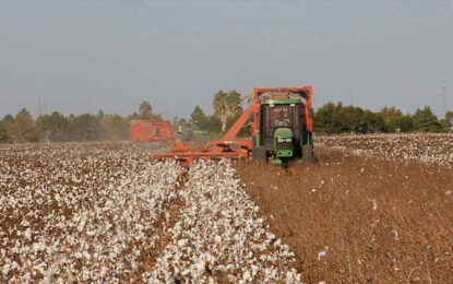 Exportaciones del agro: además de los granos, la sorpresa de enero fue el algodón
