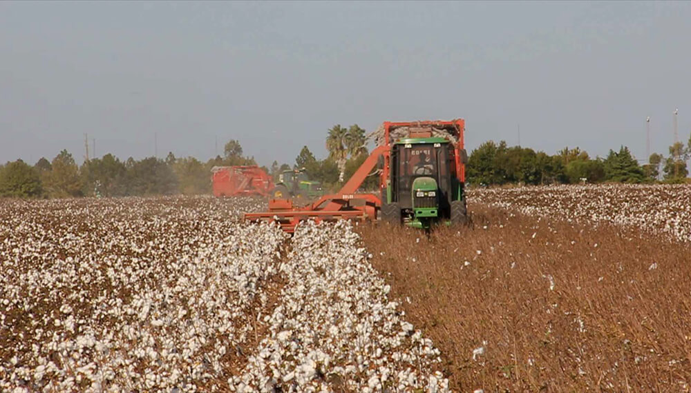 Exportaciones del agro: además de los granos, la sorpresa de enero fue el algodón