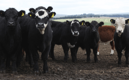 En La Pampa murieron 30 bovinos por carbunclo y el Senasa dispuso medidas sanitarias de urgencia
