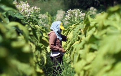 El tabaco se suma a los reclamos: “Que la producción argentina no se convierta en humo”