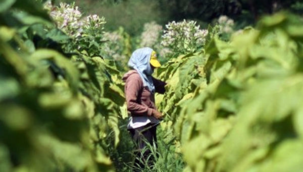 El tabaco se suma a los reclamos: “Que la producción argentina no se convierta en humo”