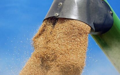 El trigo ya trae un aire fresco de dólares: fuerte aumento de las exportaciones en el inicio del año