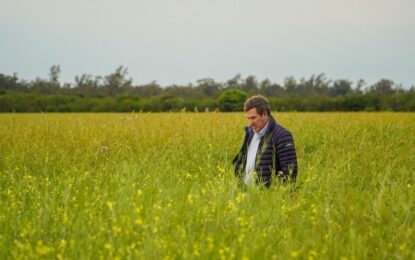 El “boom” de la carinata: las claves para producir un cultivo que casi triplicará hectáreas este año