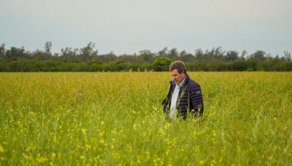 El “boom” de la carinata: las claves para producir un cultivo que casi triplicará hectáreas este año