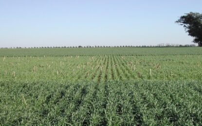 Hace 25 años que realizan ensayos de fertilización y detectaron mejoras en los rindes de hasta 140%