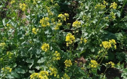 Huerta en casa: evalúan el cultivo de mostaza para reducir el uso de agroquímicos