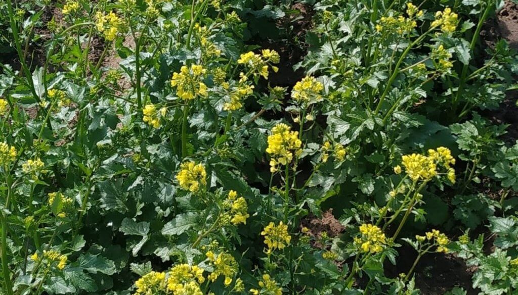 Huerta en casa: evalúan el cultivo de mostaza para reducir el uso de agroquímicos