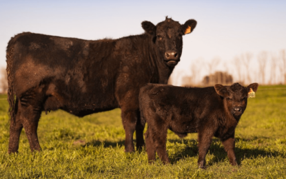 La vaca y el ternero caminan por sendas opuestas en el negocio del criador