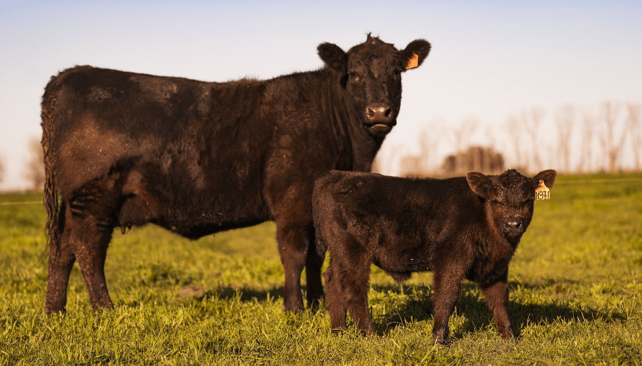 La vaca y el ternero caminan por sendas opuestas en el negocio del criador