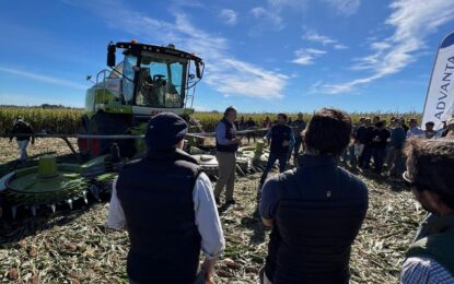 Para el sorgo, la crisis de la chicharrita del maíz es una oportunidad: crece el interés de los productores