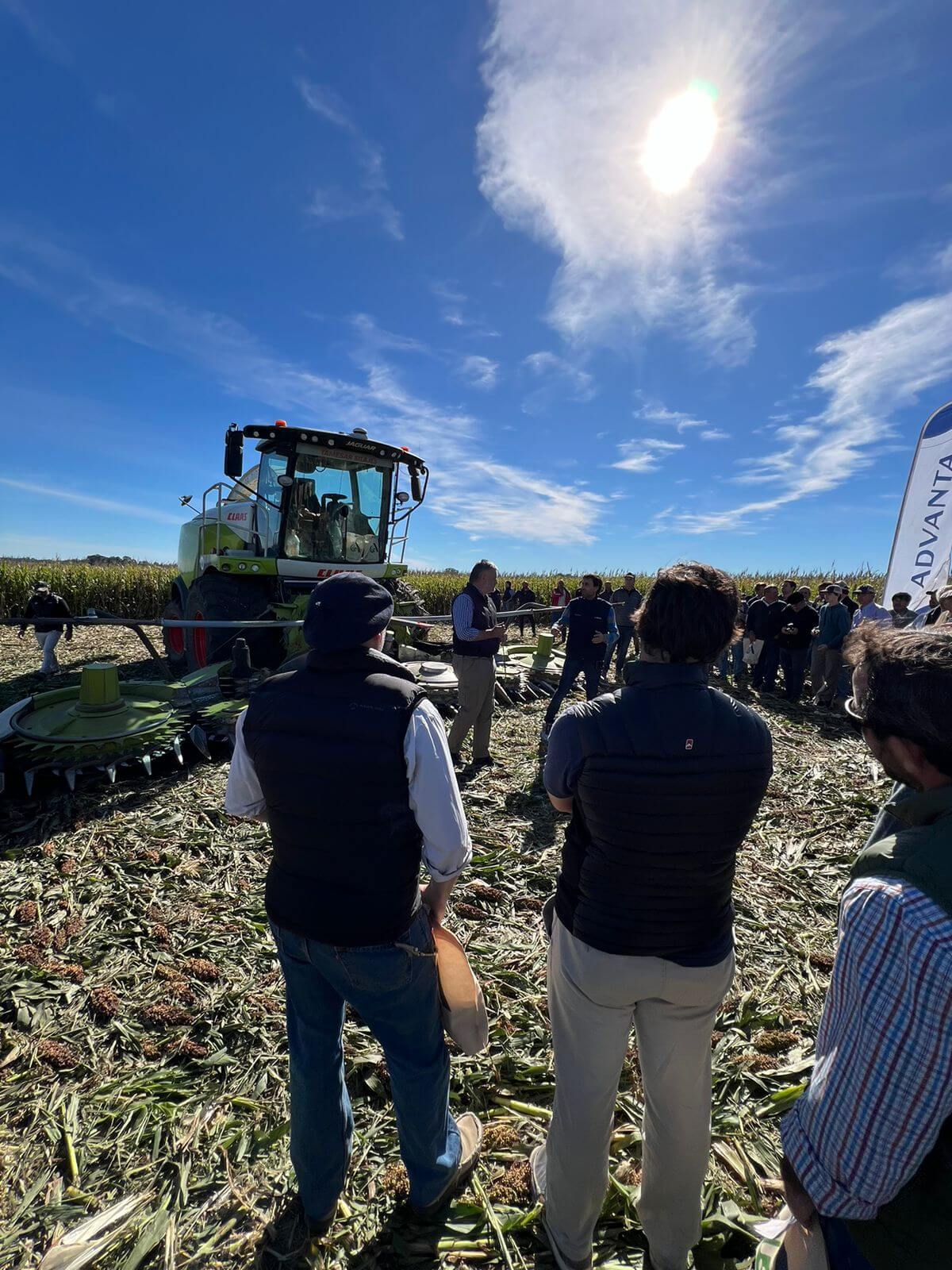 Para el sorgo, la crisis de la chicharrita del maíz es una oportunidad: crece el interés de los productores