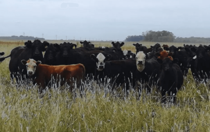 En la Cuenca del Salado, el cruzamiento genético gana kilos y eficiencia