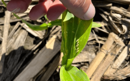 Chicharrita del maíz: aprueban los primeros insecticidas que podrían frenar la plaga