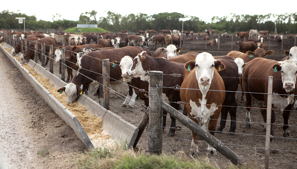 Con una mejor relación ternero-novillito, los feedlots engordan de hacienda