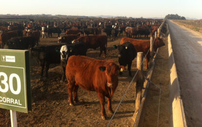 ¿Cómo sigue el precio de la hacienda? La mirada de un consignatario y un feedlotero