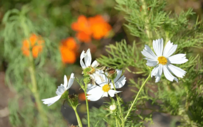 Huertas sustentables: “La Marta” enseña cómo plantar franjas de flores para evitar daños por plagas