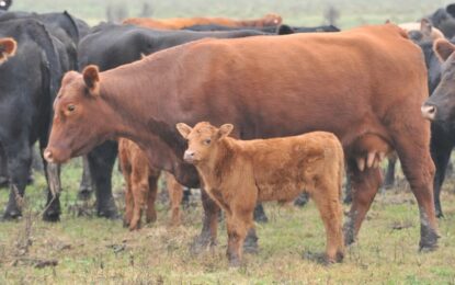 Buenas reservas forrajeras y maíz barato: la recría se fortalece dentro del negocio ganadero