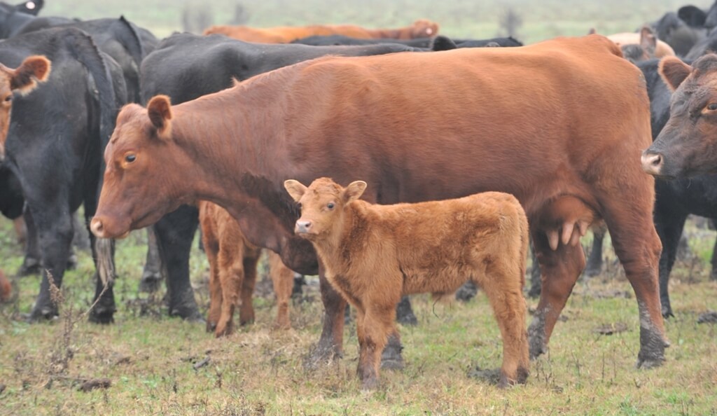 Buenas reservas forrajeras y maíz barato: la recría se fortalece dentro del negocio ganadero