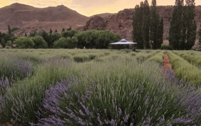 A orillas del río Limay, la lavanda se cultiva con aroma a agroecología