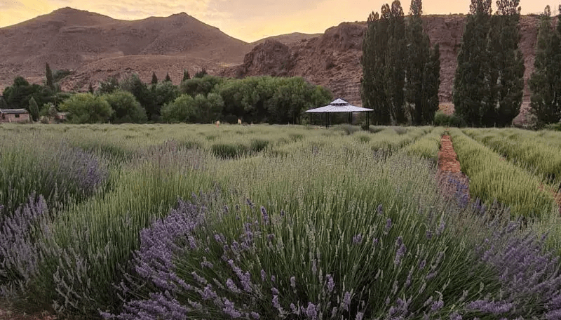 A orillas del río Limay, la lavanda se cultiva con aroma a agroecología