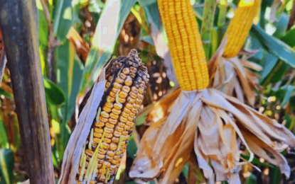 Chicharrita del maíz: Vilella estima que ya generó una pérdida de U$S 1.500 millones