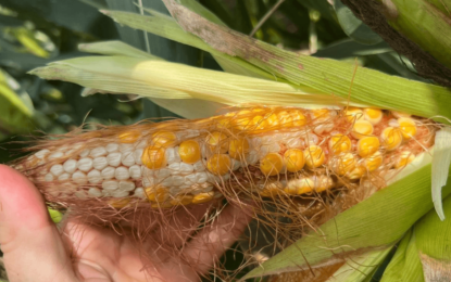 Maíz tardío: el gran hallazgo agronómico argentino que ahora corre riesgo por la chicharrita