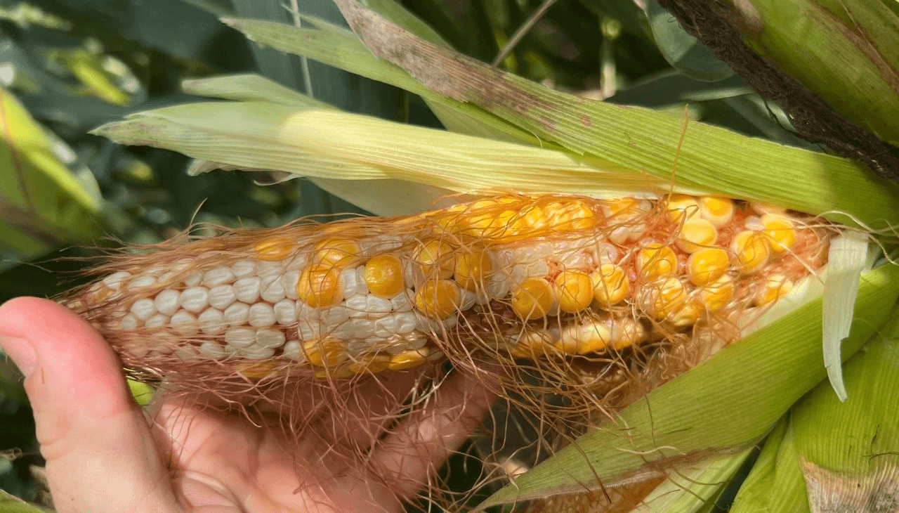 Maíz tardío: el gran hallazgo agronómico argentino que ahora corre riesgo por la chicharrita