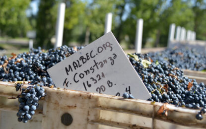 Día del Malbec: científicos argentinos descifraron el genoma de la uva más producida en el país