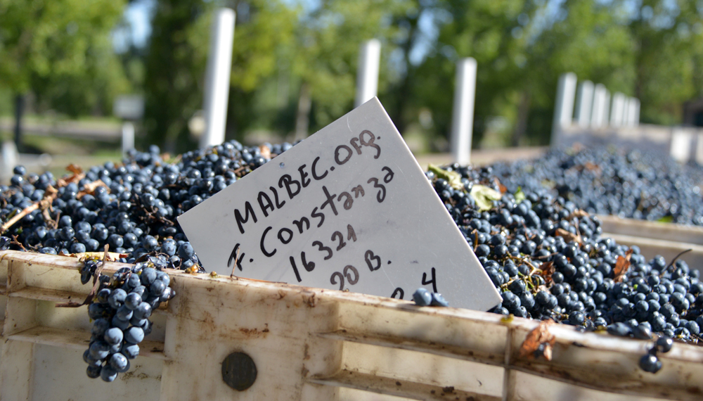 Día del Malbec: científicos argentinos descifraron el genoma de la uva más producida en el país