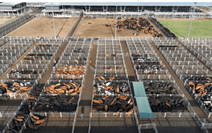 El precio de la hacienda crece en dólares, pero no alcanza y pierde en pesos frente a la inflación