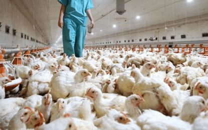 Una cadena que sigue tomando vuelo: radiografía de la producción aviar en Argentina