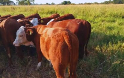 Destetes, descartes y alimentación: otoño, el momento clave para planificar el rodeo de cría