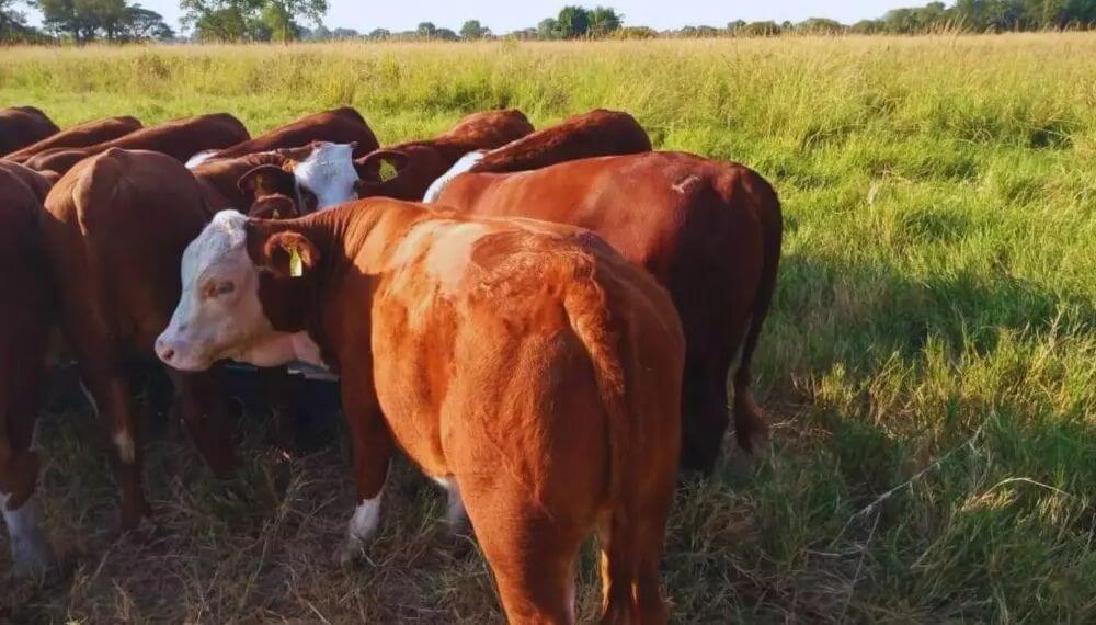 Destetes, descartes y alimentación: otoño, el momento clave para planificar el rodeo de cría
