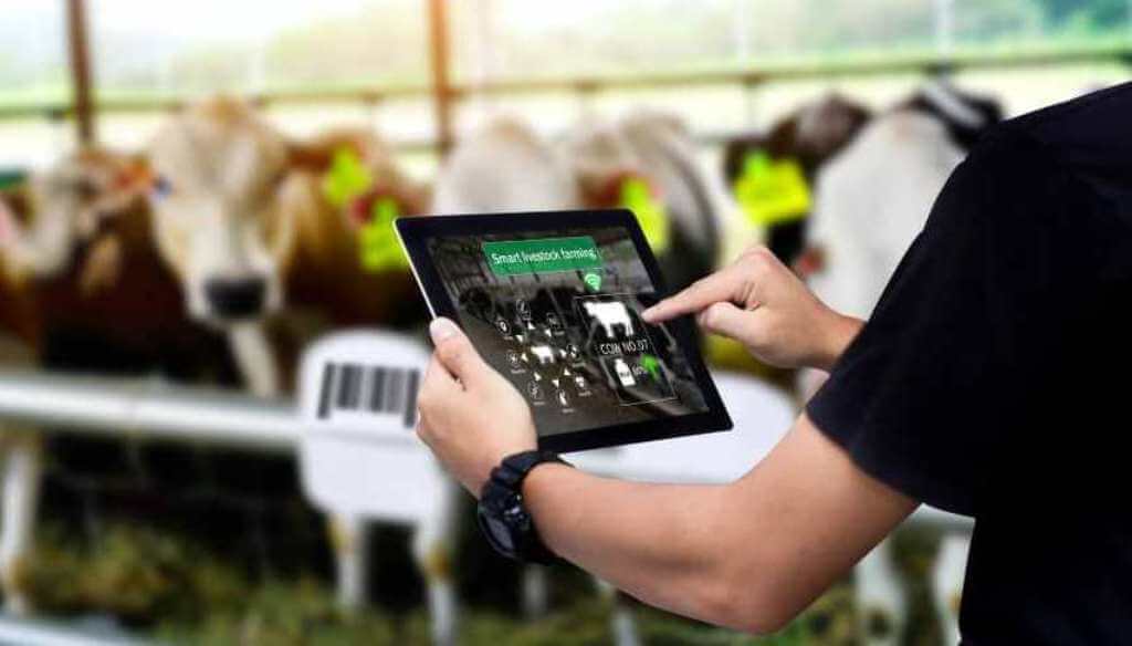 Robots con buena leche: más del 20% de los tambos argentinos ya son “inteligentes”