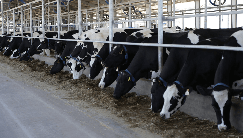 ¿La gripe aviar también se transmite a las vacas?: los casos en tambos de EE.UU. que encendieron la alerta