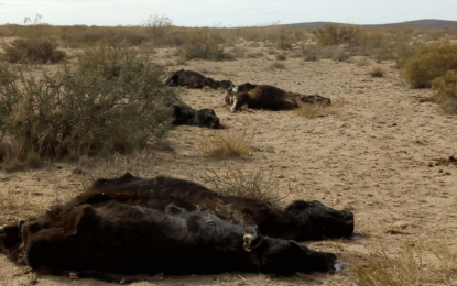 En el sur de La Pampa la sequía nunca se terminó y alertan por la muerte de más de 5.000 animales