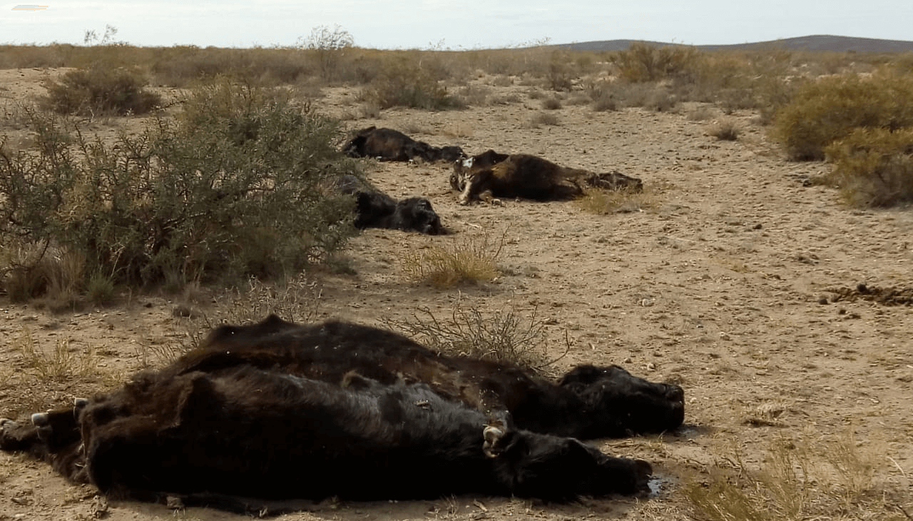 En el sur de La Pampa la sequía nunca se terminó y alertan por la muerte de más de 5.000 animales