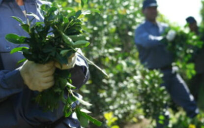 Yerba mate: productores de Misiones, al borde del conflicto por los altos impuestos y las importaciones
