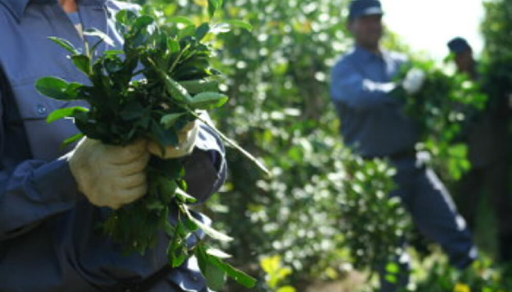 Yerba mate: productores de Misiones, al borde del conflicto por los altos impuestos y las importaciones