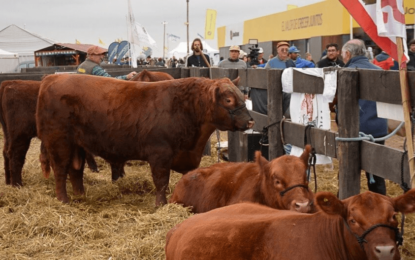 Genética bovina: “Estamos mejor posicionados que los países de la región”
