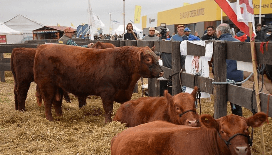 Genética bovina: “Estamos mejor posicionados que los países de la región”