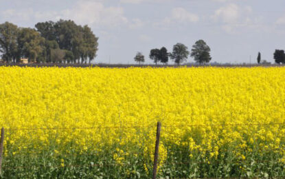 El INTA se une a la industria agroexportadora para potenciar el cultivo de colza