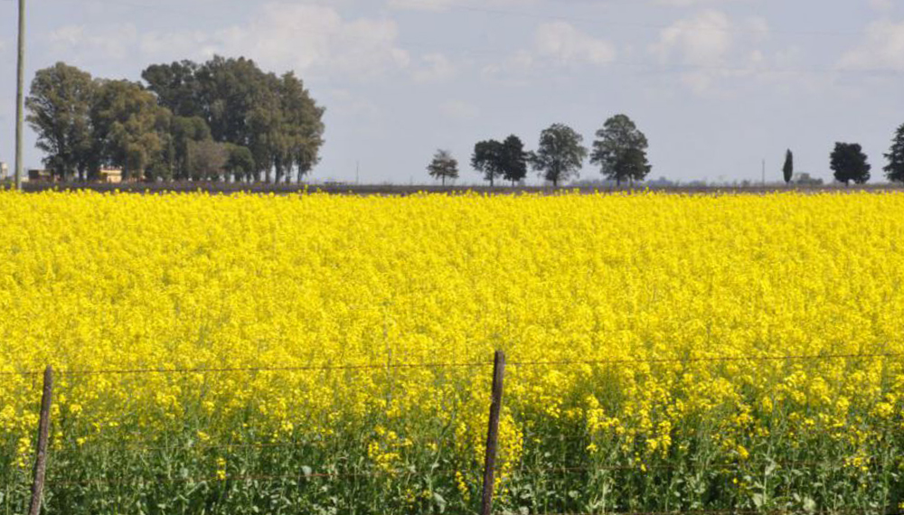 El INTA se une a la industria agroexportadora para potenciar el cultivo de colza