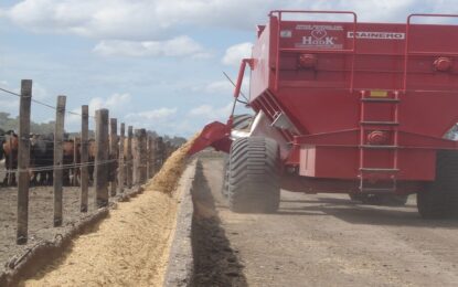 La tasa de interés baja y la rentabilidad sube: los feedlots vuelven a ganar dinero