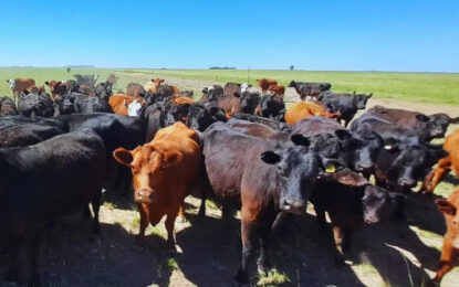 Miguel, el ganadero de Villarino que logró “estabilizar” un 90% de preñez y destete en medio de la sequía