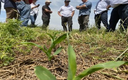 Cultivos de servicios: un algoritmo predice cómo hay que manejarlos para beneficiar al maíz tardío