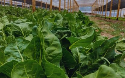 Verduras en la Patagonia: una cooperativa encontró la forma de producirlas no solo en verano