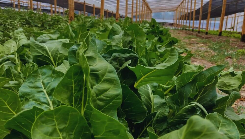Verduras en la Patagonia: una cooperativa encontró la forma de producirlas no solo en verano