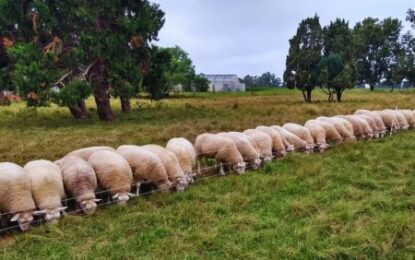 Cría ovina intensiva: en la Región Centro, cada vez más tranqueras les abren el paso a los corderos