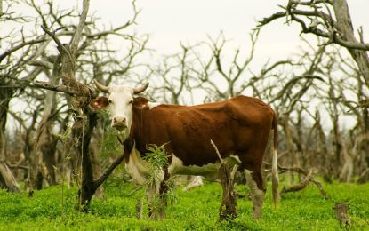 El comercio exterior con Europa “libre de deforestación” tendrá un capítulo especial en Agronea